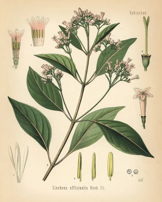Framed Print : Quinine bark tree, Cinchona officinalis Framed Print : Quinine bark tree, Cinchona officinalis