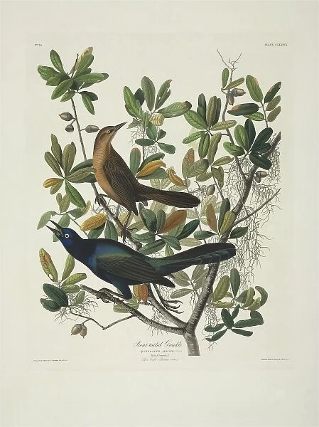 Quiscalus major, boat-tailed grackle