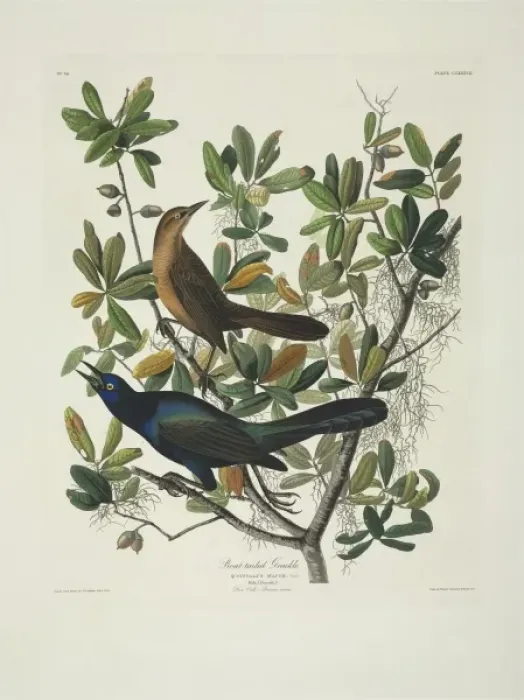 Framed Print : Quiscalus major, boat-tailed grackle Framed Print : Quiscalus major, boat-tailed grackle