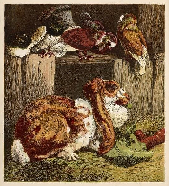 Rabbit and Pigeons 1860S