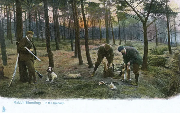 Framed Print : Rabbit Shooting in the Spinney Framed Print : Rabbit Shooting in the Spinney