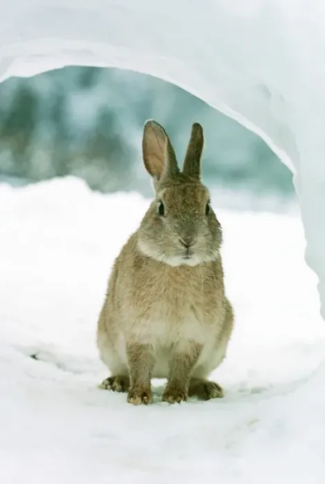 Framed Print : Rabbit in Snow Framed Print : Rabbit in Snow