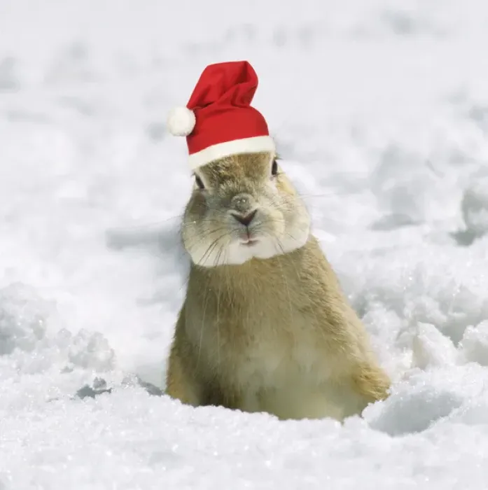 Framed Print : Rabbit - in snow wearing Christmas hat Framed Print : Rabbit - in snow wearing Christmas hat