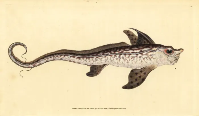 Framed Print : Rabbitfish or sea monster, Chimaera monstrosa Framed Print : Rabbitfish or sea monster, Chimaera monstrosa