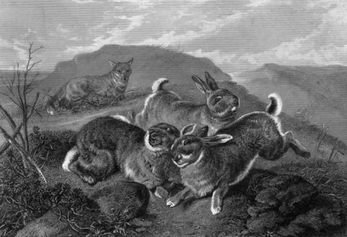 Framed Print : Rabbits and Fox Framed Print : Rabbits and Fox
