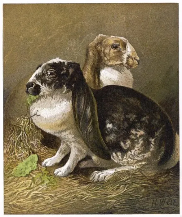 Framed Print : Rabbits Lop-Eared 1877 Framed Print : Rabbits Lop-Eared 1877