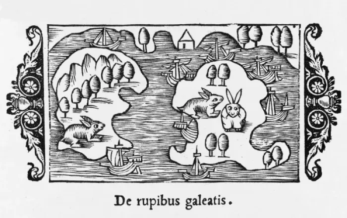 Framed Print : Rabbits Magnus 1555 Framed Print : Rabbits Magnus 1555
