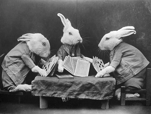 Rabbits Playing Cards