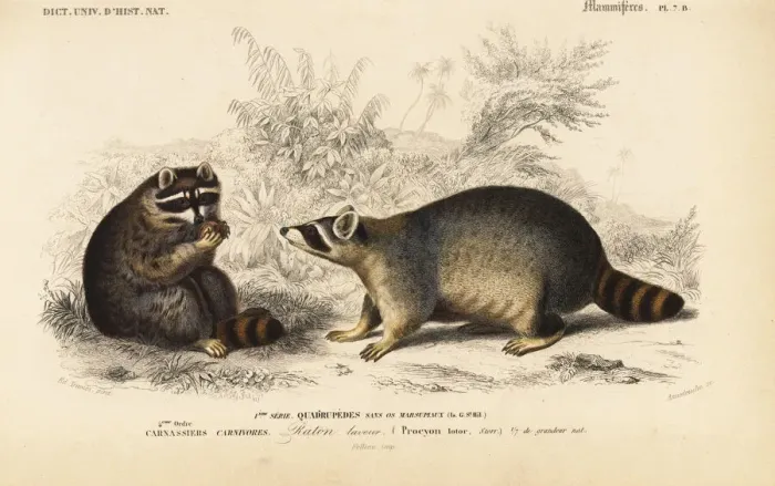 Framed Print : Raccoon, Procyon lotor Framed Print : Raccoon, Procyon lotor