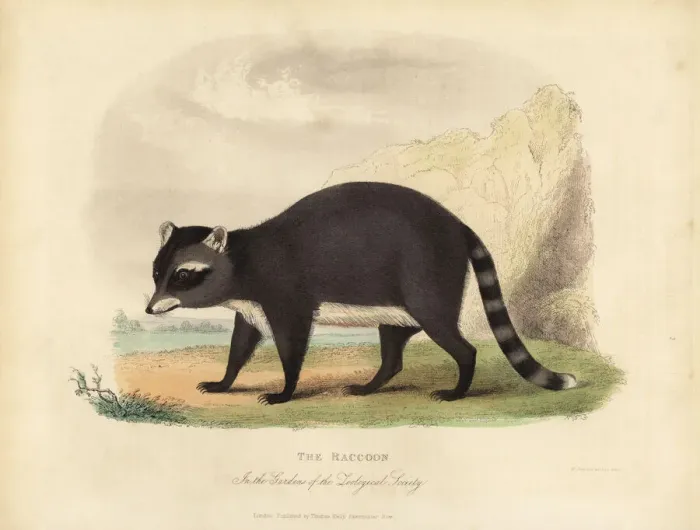 Framed Print : The Raccoon, Procyon lotor Framed Print : The Raccoon, Procyon lotor