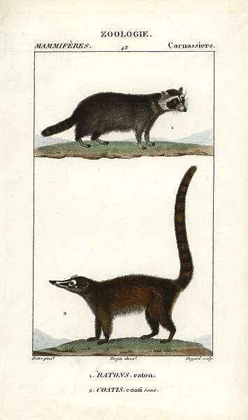 Raccoon, Procyon lotor, and South American