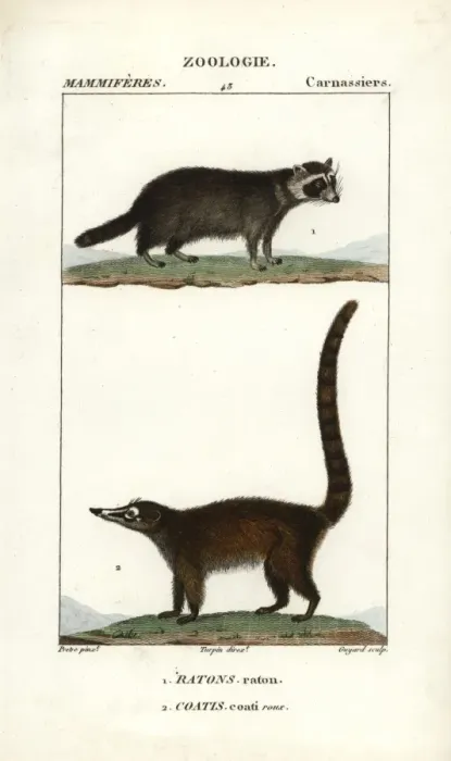Framed Print : Raccoon, Procyon lotor, and South American Framed Print : Raccoon, Procyon lotor, and South American