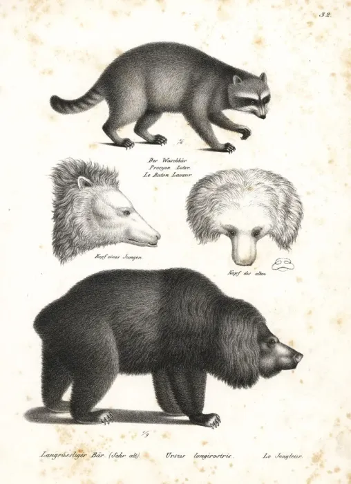 Framed Print : Raccoon and sloth bear Framed Print : Raccoon and sloth bear