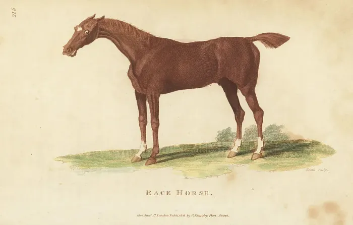 Framed Print : Race horse, Equus ferus caballus Framed Print : Race horse, Equus ferus caballus