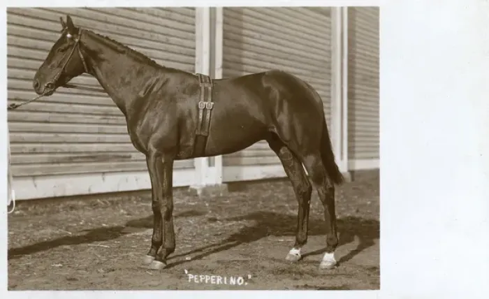 Framed Print : Racehorse named Pepperino Framed Print : Racehorse named Pepperino