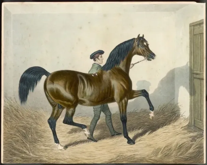 Framed Print : RACEHORSE ZINGANEE Framed Print : RACEHORSE ZINGANEE