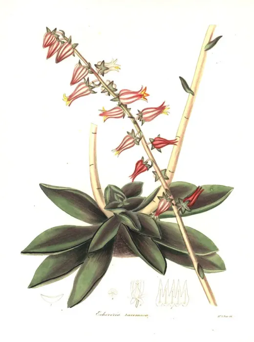 Framed Print : Racemose-flowered echeveria, Echeveria racemosa Framed Print : Racemose-flowered echeveria, Echeveria racemosa