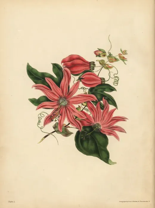 Framed Print : The racemose Passionflower, Religious superstition Framed Print : The racemose Passionflower, Religious superstition