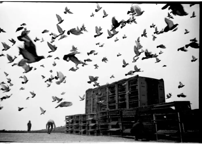 Framed Print : Racing pigeons released in the early morning Framed Print : Racing pigeons released in the early morning