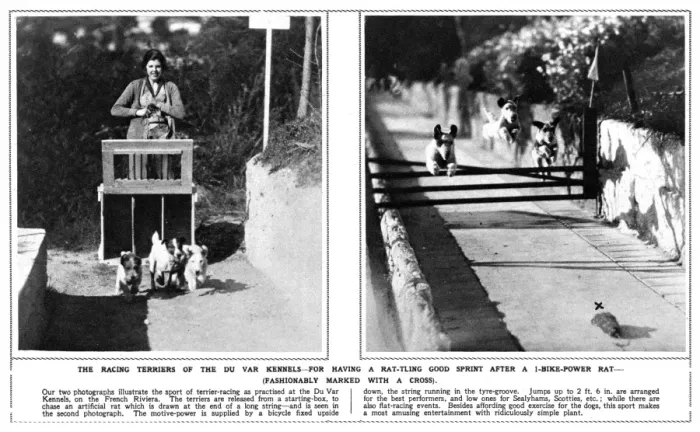 Framed Print : Racing terriers at the Du Var Kennels, French Riviera