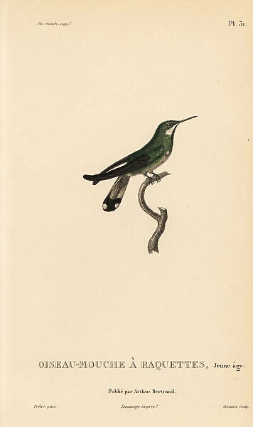 Racket-tail hummingbird, Ornismya platura, juvenile