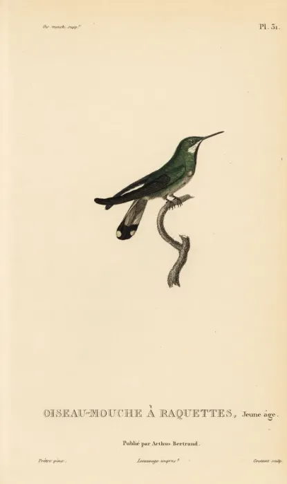 Framed Print : Racket-tail hummingbird, Ornismya platura, juvenile Framed Print : Racket-tail hummingbird, Ornismya platura, juvenile