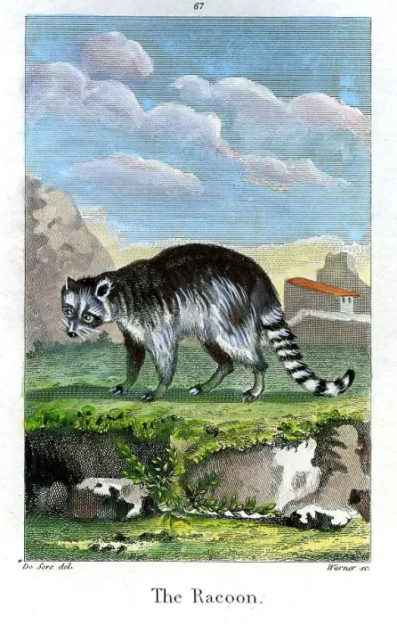 Framed Print : Racoon Framed Print : Racoon