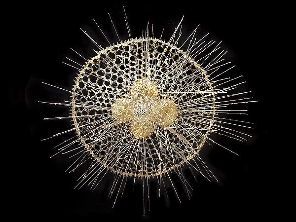 Radiolarian. A glass model of a radiolarian, created by Leopold