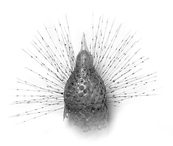 Radiolarian model