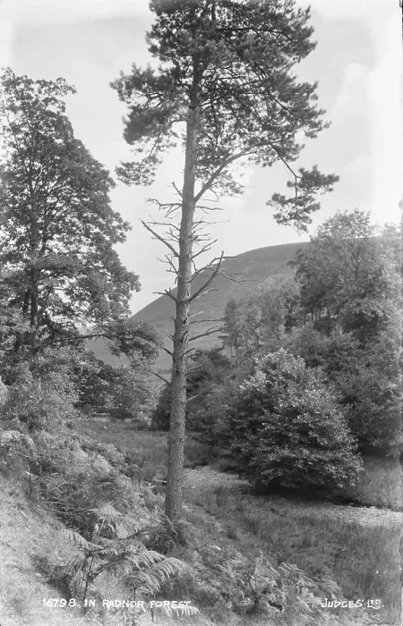 Framed Print : In Radnor Forest Framed Print : In Radnor Forest