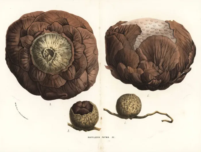 Framed Print : Rafflesia horsfieldii Framed Print : Rafflesia horsfieldii