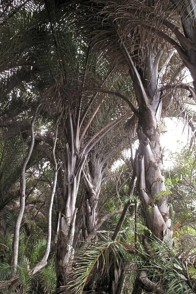 Rafia Palm Trees