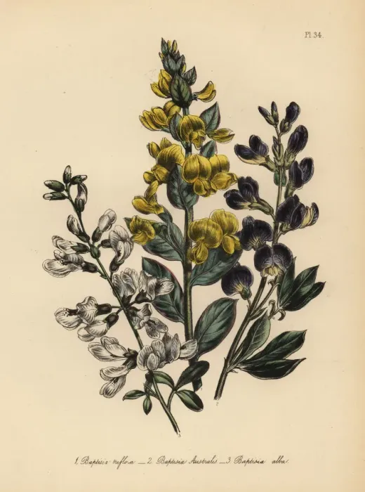 Framed Print : Rafnia and Baptisia species Framed Print : Rafnia and Baptisia species