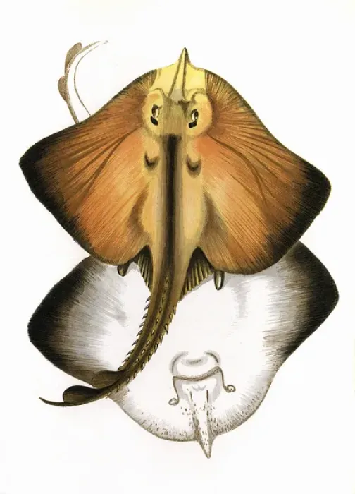 Framed Print : Raia marginata, or Bordered Ray Framed Print : Raia marginata, or Bordered Ray