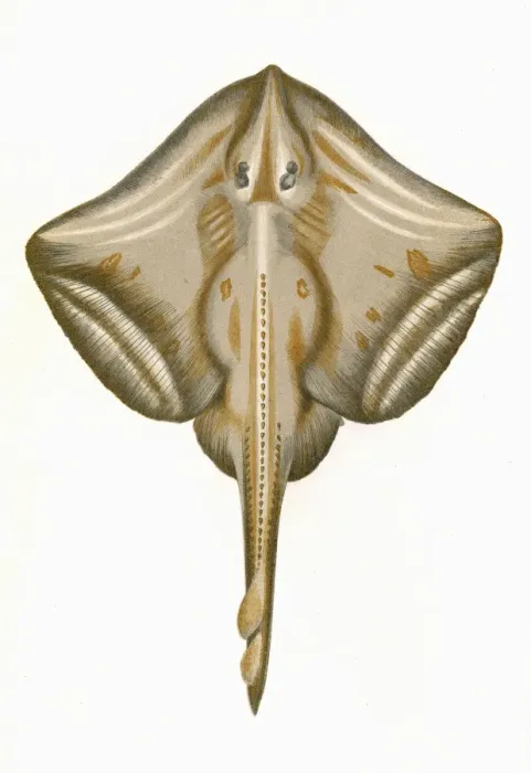 Framed Print : Raia microcellata, or Painted Ray Framed Print : Raia microcellata, or Painted Ray