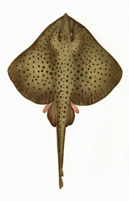 Framed Print : Raia montagui, or Spotted Homelyn Ray Framed Print : Raia montagui, or Spotted Homelyn Ray