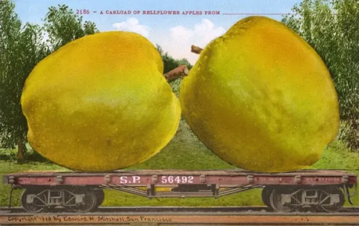 Framed Print : Rail car transporting giant Bellflower apples Framed Print : Rail car transporting giant Bellflower apples