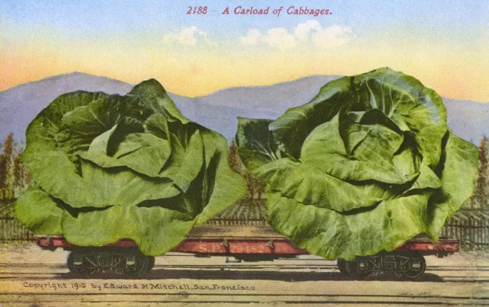 Framed Print : Rail car transporting giant cabbages Framed Print : Rail car transporting giant cabbages