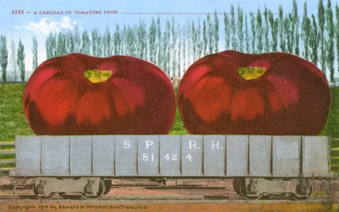 Framed Print : Rail car transporting giant tomatoes Framed Print : Rail car transporting giant tomatoes