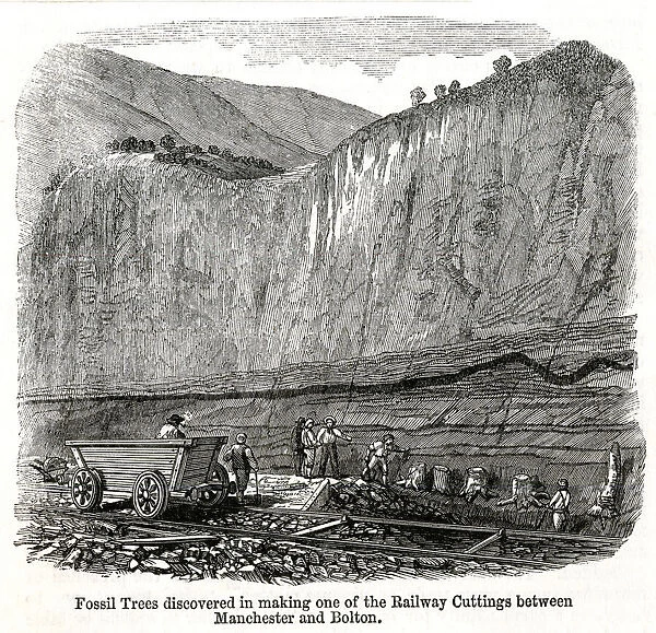 Railway cutting works, discovery of fossilised trees