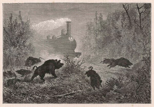Railways and Wild Boar