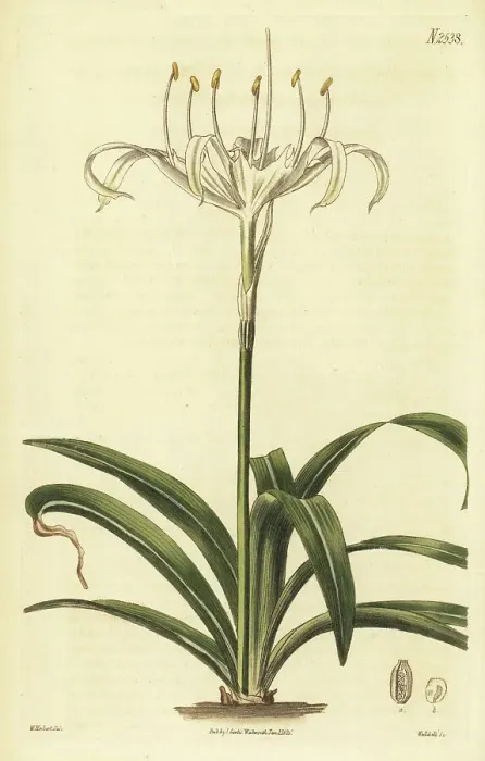 Framed Print : Rain flower, Pancratium zeylanicum Framed Print : Rain flower, Pancratium zeylanicum