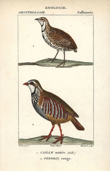 Rain quail, Coturnix coromandelica, and red-legged