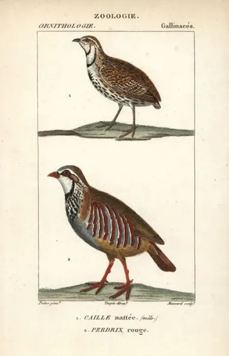 Framed Print : Rain quail, Coturnix coromandelica, and red-legged Framed Print : Rain quail, Coturnix coromandelica, and red-legged