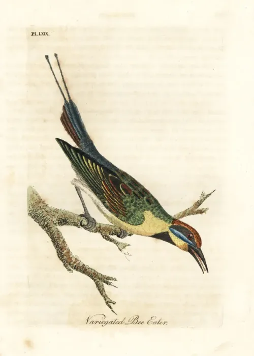 Framed Print : Rainbow bee-eater, Merops ornatus Framed Print : Rainbow bee-eater, Merops ornatus