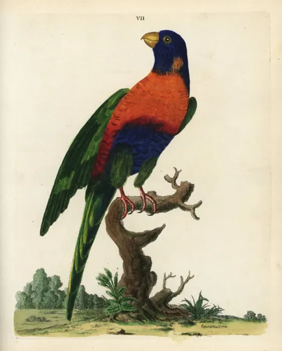 Framed Print : Rainbow lorikeet, Trichoglossus haematodus Framed Print : Rainbow lorikeet, Trichoglossus haematodus