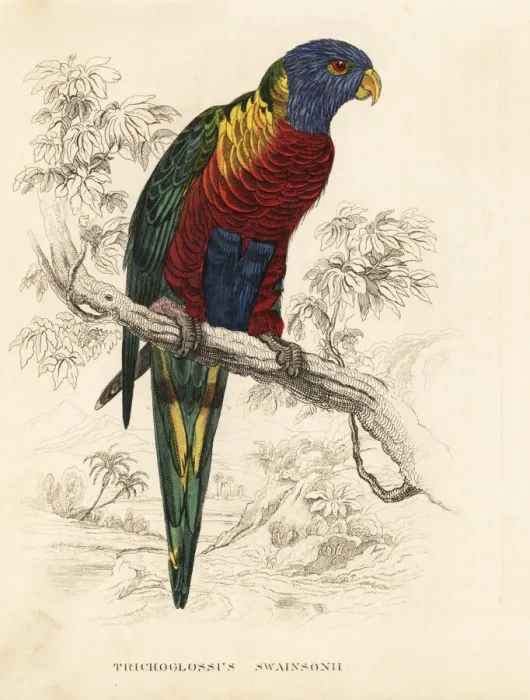 Framed Print : Rainbow lorikeet, Trichoglossus haematodus Framed Print : Rainbow lorikeet, Trichoglossus haematodus