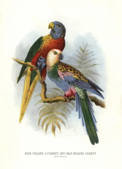 Framed Print : Rainbow lorikeet, Trichoglossus moluccanus Framed Print : Rainbow lorikeet, Trichoglossus moluccanus