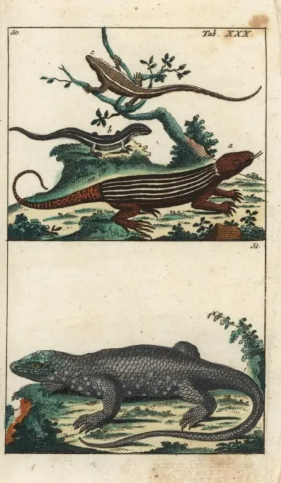 Framed Print : Rainbow whiptail and dotted skink Framed Print : Rainbow whiptail and dotted skink