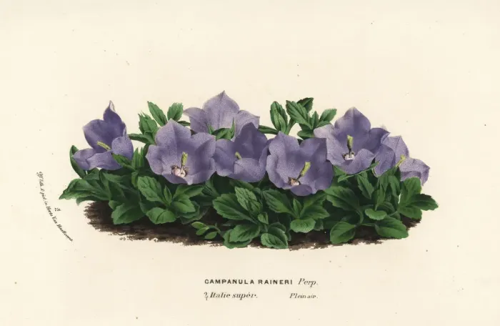 Framed Print : Rainers bellflower, Campanula raineri Framed Print : Rainers bellflower, Campanula raineri